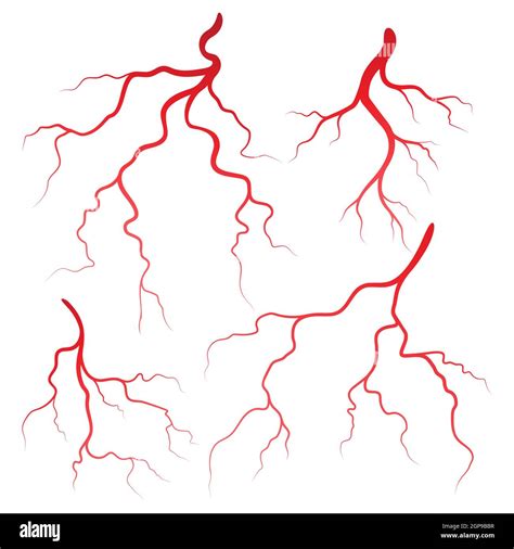 Human Veins And Arteries Illustration Design Template Stock Photo Alamy