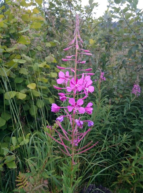 Мини линии для производства чая | Бизнес на эко травах