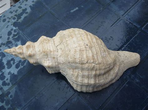 Triplofusus Gigantea 38 X 18 Cm Catawiki