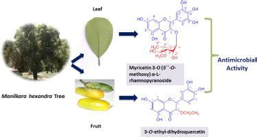 Flavonoids From Manilkara Hexandra And Antimicrobial And Antioxidant