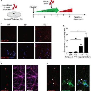 Lrrk Mutations And Level Modulate Aggregation Of Syn In