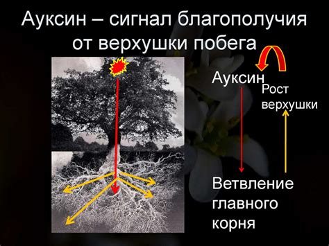 Гормоны растений - презентация онлайн