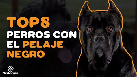 TOP 8 PERROS CON EL PELAJE COMPLETAMENTE NEGRO YouTube