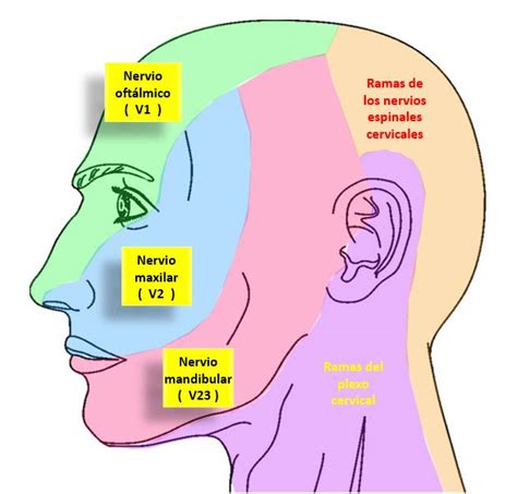 Nervio TrigÉmino Mind Map