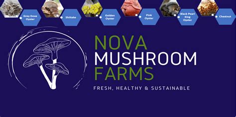 How To Start A Mushroom Farm A Beginners Guide Nova Mushrooms