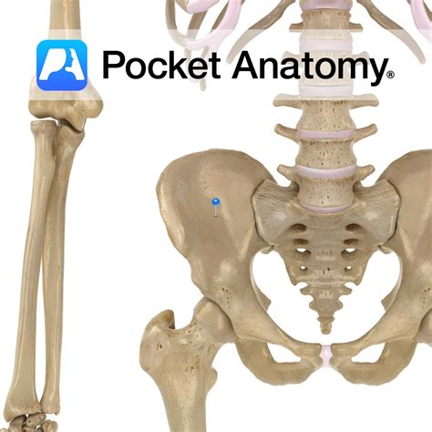 Ilium Iliac Fossa Pocket Anatomy