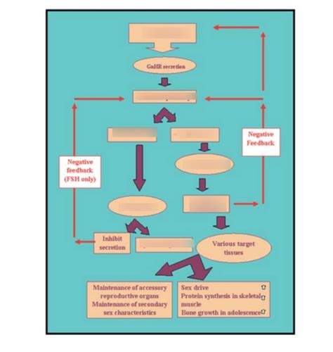 Male Sex Hormones Diagram Quizlet