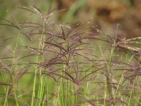 Pasto Alicia Cynodon Nlemfuensis Naturalista Colombia