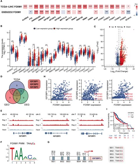 Frontiers Comprehensive Analysis Of Foxm1 Immune Infiltrates M6a