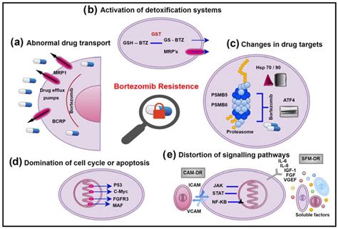 Mechanisms Of Bortezomib Resistance In Multiple Myeloma Cell