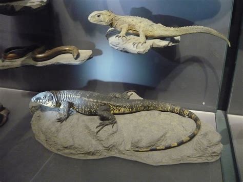 Tuatara Tegu And Sheltopusik Zoochat