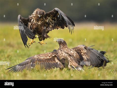 White Tailed Eagle Haliaeetus Albicilla Stock Photo Alamy