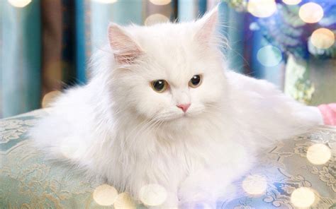 White Persian Cat Wallpapers - Top Free White Persian Cat Backgrounds ...
