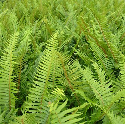 photo  polystichum munitum plant lust