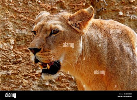 Barbary Lion Female Panthera Leo Leo Extinct In The Wild N Africa