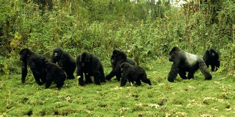Gorillas In The Jungle