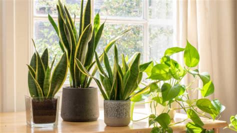 La razón por la que no debes tener plantas en tu habitación según el