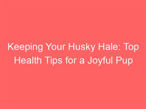 Keeping Your Husky Hale Top Health Tips For A Joyful Pup