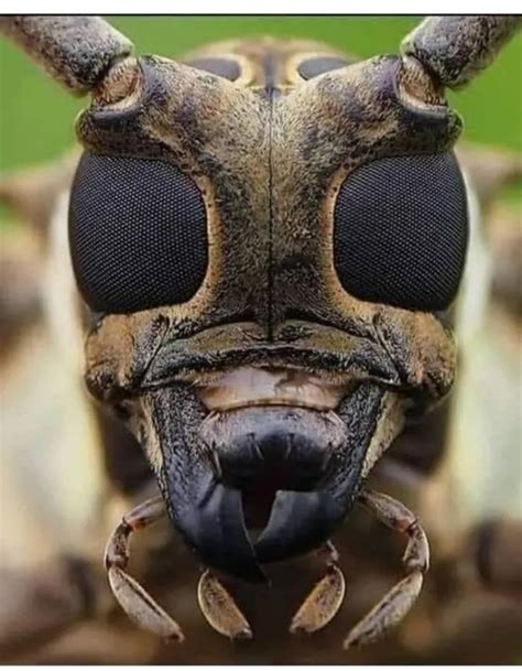 face   bee   high resolution camera pets nigeria