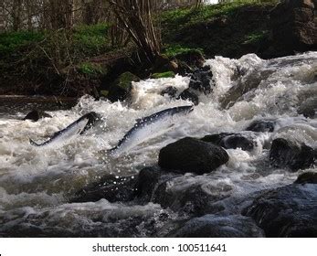 Jumping Out Water Salmon On Waterfall Stock Photo 100511641 | Shutterstock