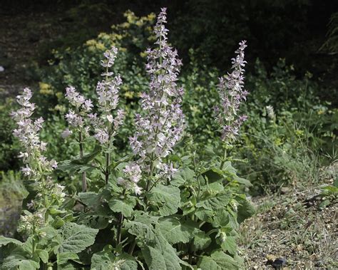 Salvia Sclarea Biodiversité Végétale Du Sud Ouest Marocain