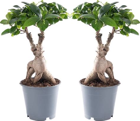 Kamerplanten Van Botanicly 2 Chinese Vijg Hoogte 35 Cm Ficus