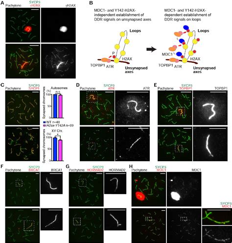 Figure From The Initiation Of Meiotic Sex Chromosome Inactivation Sequesters Dna Damage