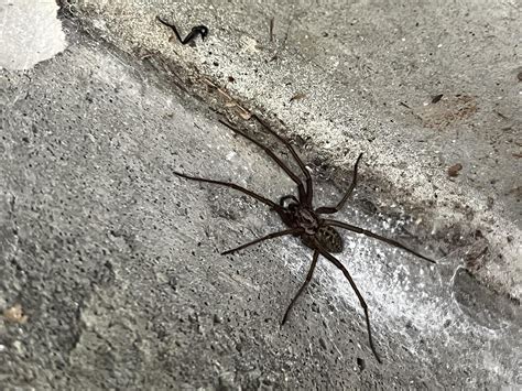 Can someone identify this giant spider I found in my garage omg?? : r