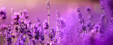 Beauty Studio Lavender Дорогие дамы Приглашаем Вас посетить самый
