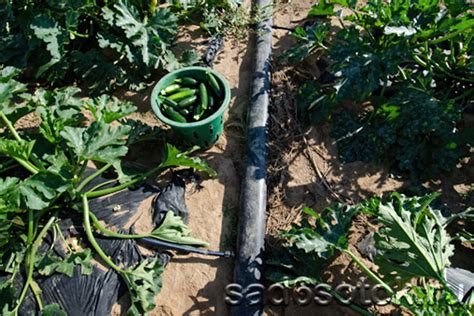 Капельное орошение – доступно и просто! Своими руками! Описание и схема