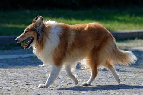 Rough Collie Vs German Shepherd Which One Is Better Puplore