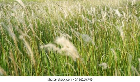 cogon lalang grass flower imperata cylindrica stock photo