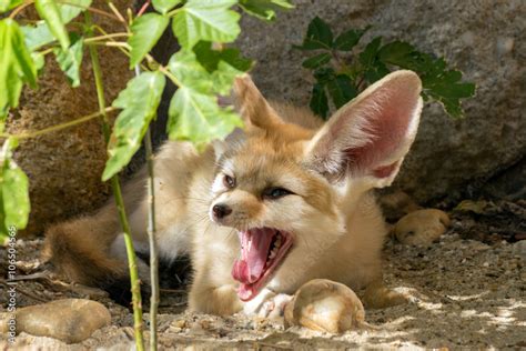 Fennec fox yawning Stock Photo | Adobe Stock