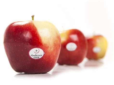 Яблоки Амброзия Фото — Фото Картинки