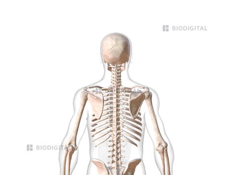spinalis cervicis biodigital anatomy