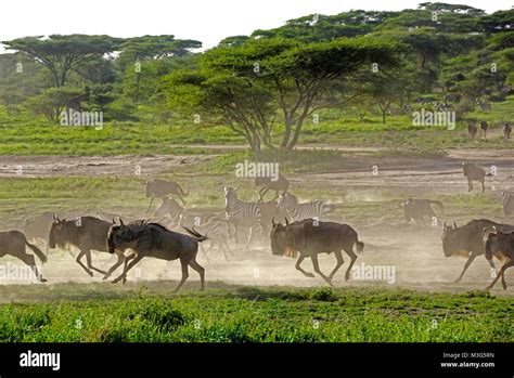 wildebeest fleeing predators on Serengeti Plains Stock Photo - Alamy