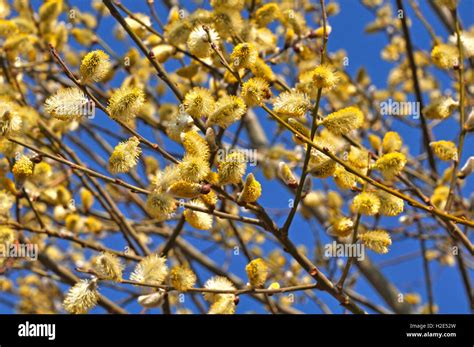 Great Sallow Goat Willow Pussy Willow Salix Caprea Flowering Twigs