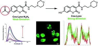 A Lysosomal Targeted Fluorescent Probe Based On Coumarin For Monitoring