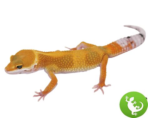 Affordable High Color Leopard Gecko Baby - Ultimate reptile