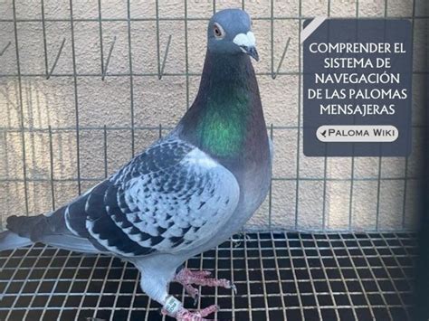 Como Funcionan Las Palomas Mensajeras