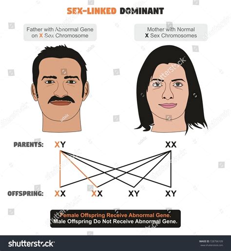 Sex Linked Dominant Hereditary Trait Infographic Diagram Stock Illustration Shutterstock