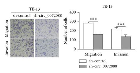 Circ 0072088 Enhances Proliferation Migration And Invasion Of Escc