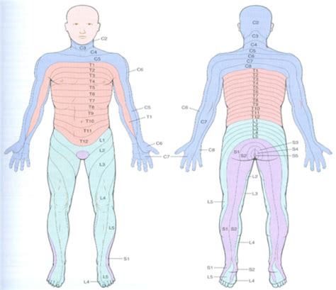 Kines Exam Flashcards Quizlet