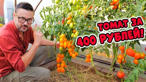 Томат за 400 рублей! Стоит ли он того?! - YouTube