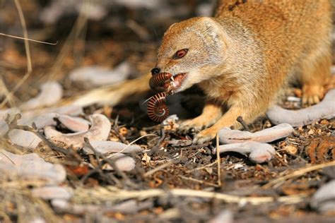 Yellow Mongoose Facts - CRITTERFACTS