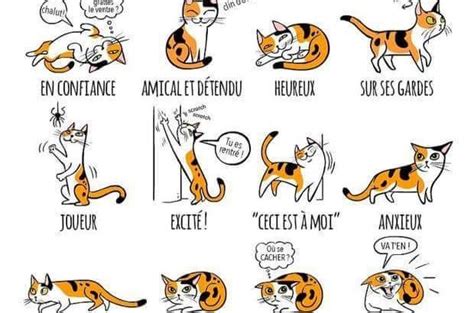 Langage Des Chats Pctr Up
