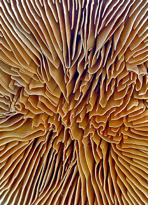 Champignon Natural Structures Natural Forms Natural Texture Color