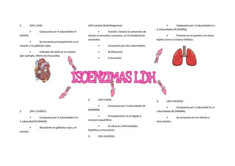 Isoenzima Ldh Elizabeth Yesenia Udocz