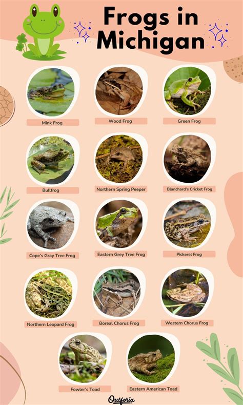 14 Frogs Of Michigan Id Guide With Photos And Calls