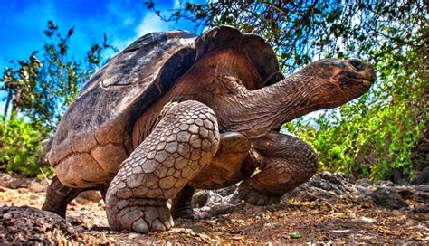 Tortugas De Las Islas Galapagos